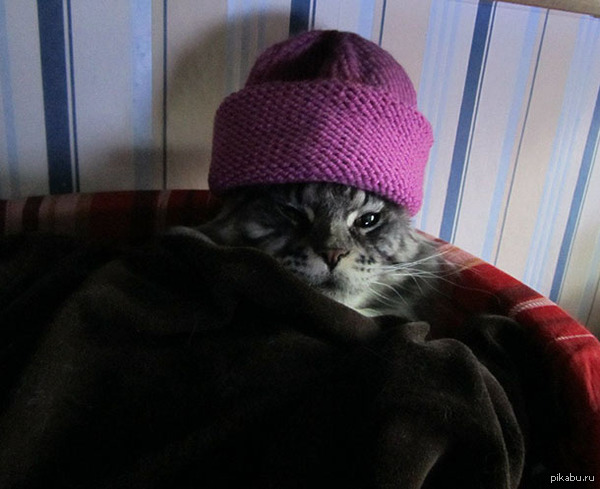 Оставьте меня, буду спать и согреваться