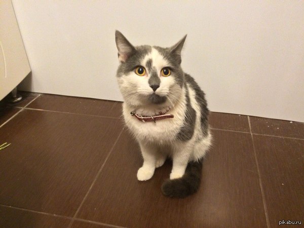 Найден кот 23.11.15 в 22.00 в г. Мытищи на ул. Воровского около ТРЦ "Красный кит", возле "Суши-сет" Кто сейчас сможет его забрать?