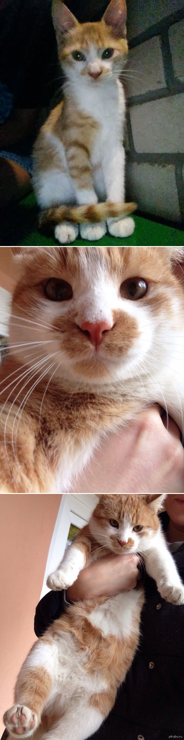 Как котенок Котом стал