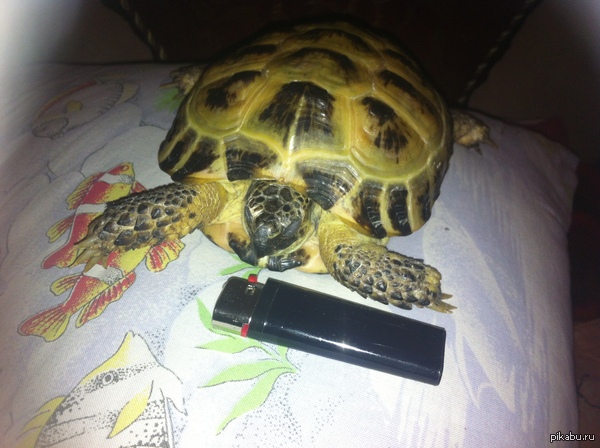 ��� �� ����� ���������� ��������, ������� ��������� ���� ����� ����. ��������� ��� ��������� �������. �� 4 ����, �� �������� ������)))