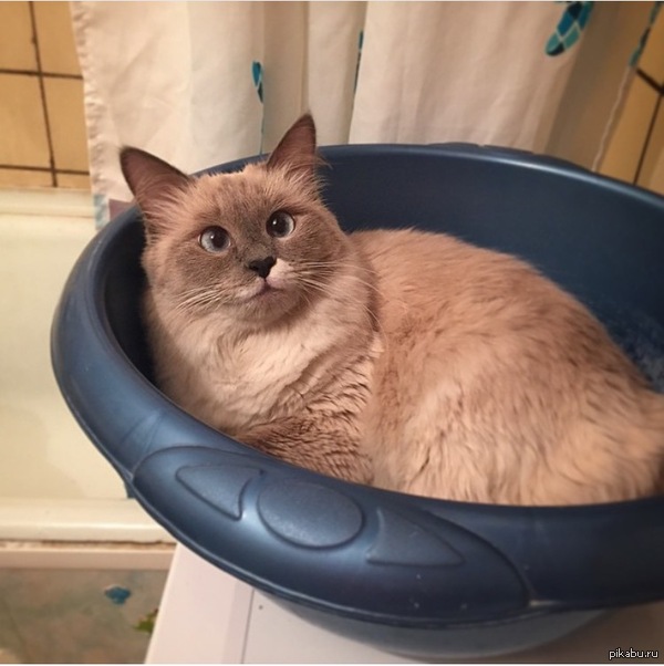 &quot;    ,    &quot;