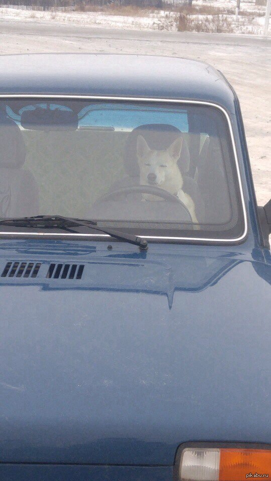 Собака подозревака явно что-то затеяла