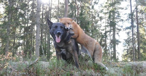 много живых собак которые живут в лесу. овчарка в лесу. собаки живут в лесу. эстетика собаки в лесу. собаки живут в лесу.