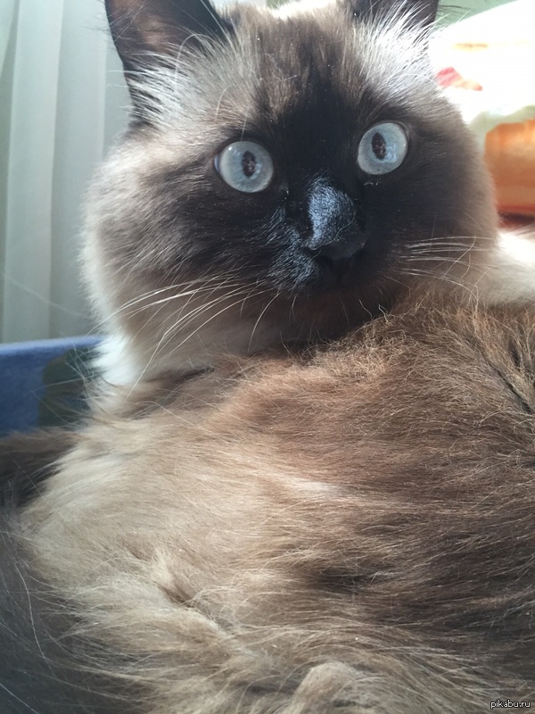 Какие котлеты? Мне подбросили!!!