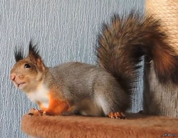 ������������ �����