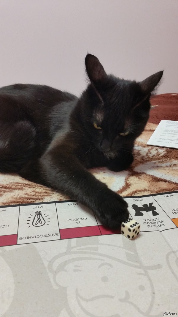 Sasha loves to play monopoly - My, Monopoly, cat, Sight