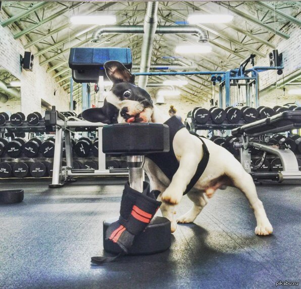 Sustamed ������ ����������� ����: ����.