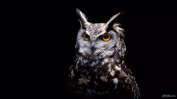 Брутальный филин