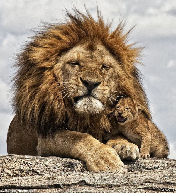 - Dad, dad, listen, are we really friends? - Yes, son, of course. - And we will always be together? - The lion king, a lion, Animals, Parents and children