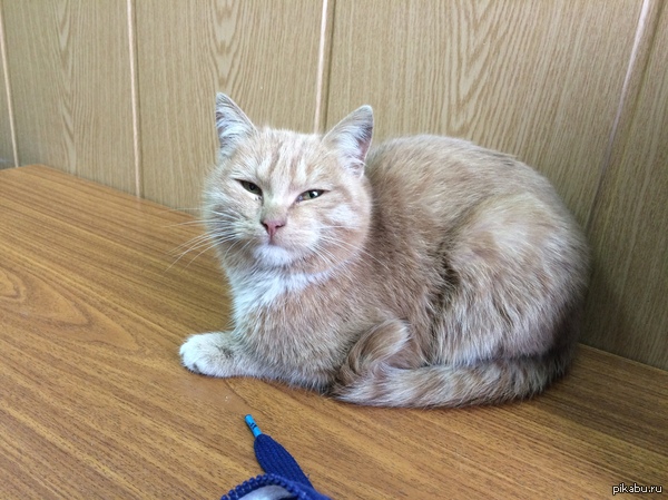 Срочно найдись хозяин старый или новый. Нашла на Полбино 45. Сейчас сижу с ним на паре. Прошу поднимите в топ.