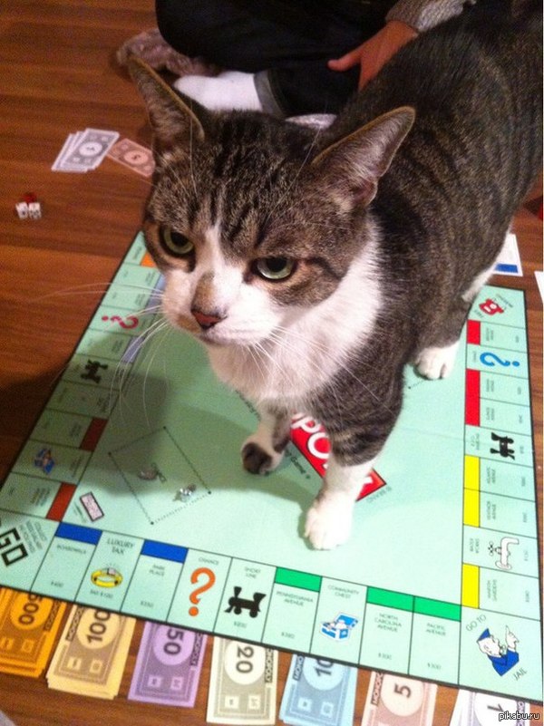 My cat is playing against everyone today... - Monopoly, cat, Discontent