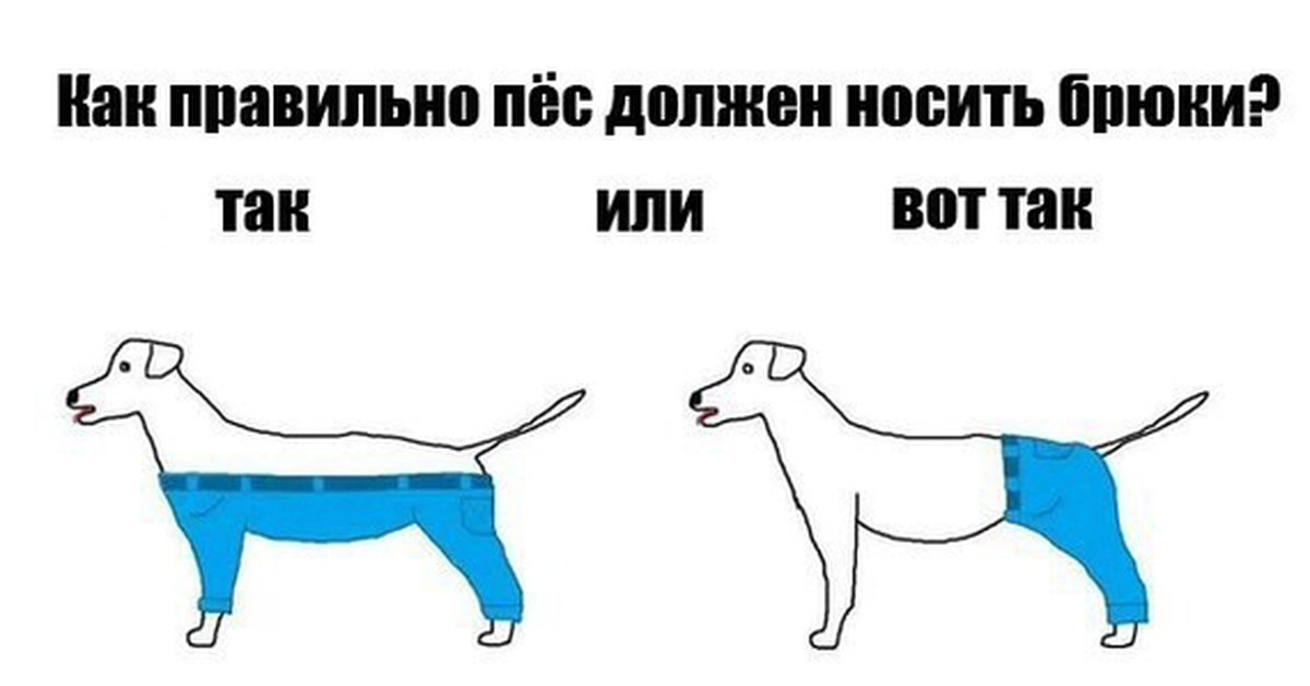 Как правильно собачонок. Как собаки носят штаны. Как собака носит штаны Мем. Дог Пентс. If Dogs Wore Pants.