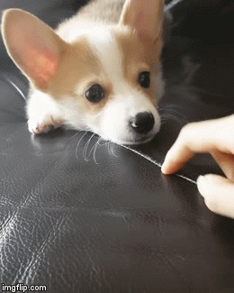 Покажи язычок