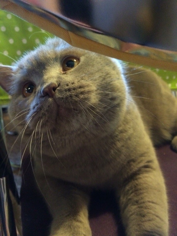 Его зовут Плюша... и он ждет еды с Новогоднего стола *___*