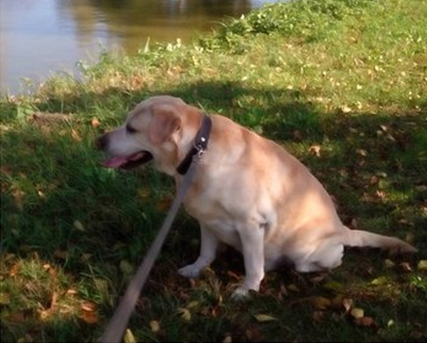 ������� ������. ��������. ������. ������ ������.