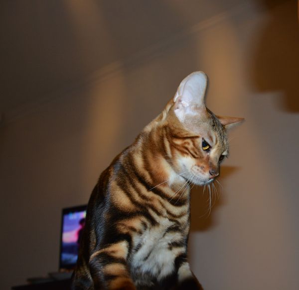 Офигенного кота пост)