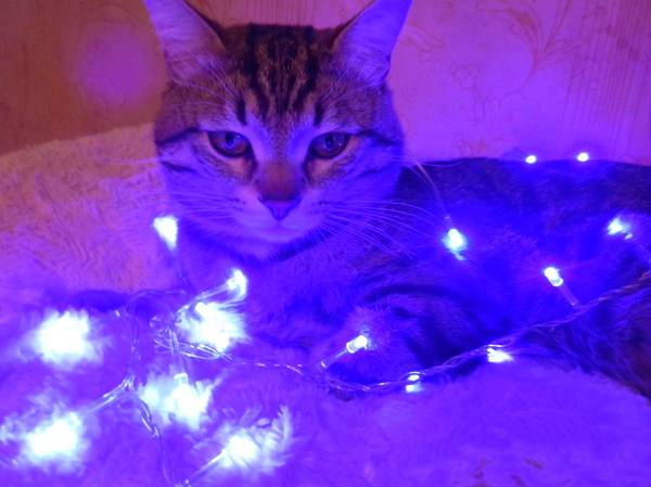 ���������� ����