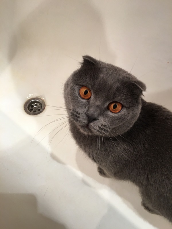 Больше котеек в новом году!
