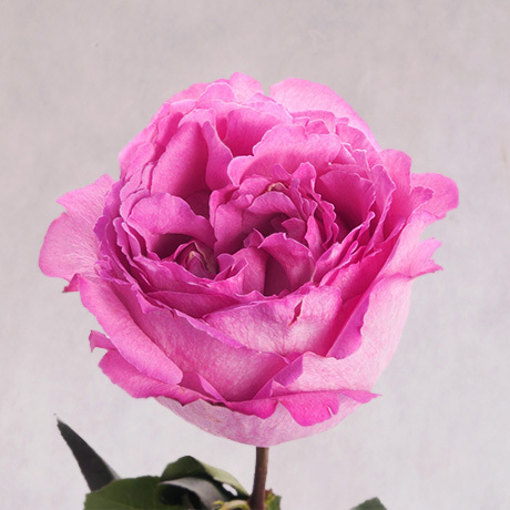 Yves Piaget ( ) -       &lt;3