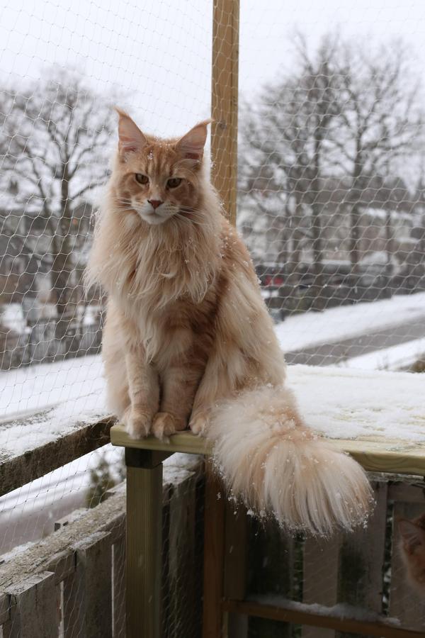  ! , ,   , , , Cats!, Dmitrydan