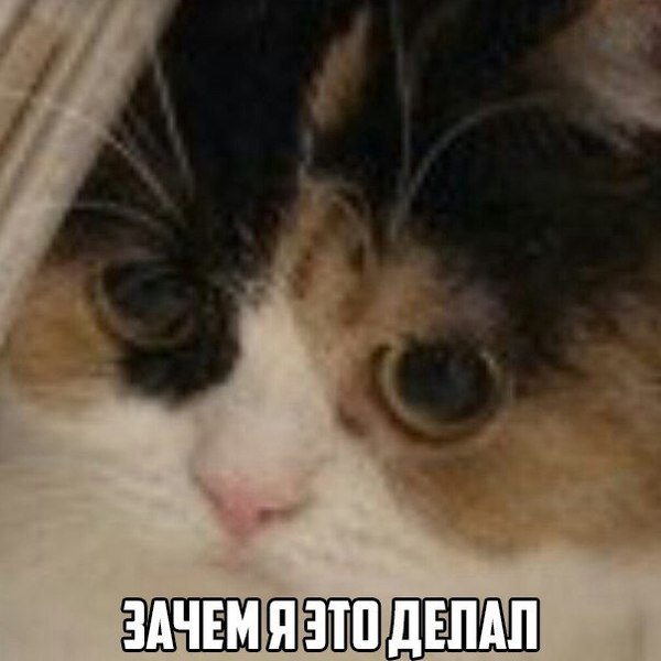           , 2016