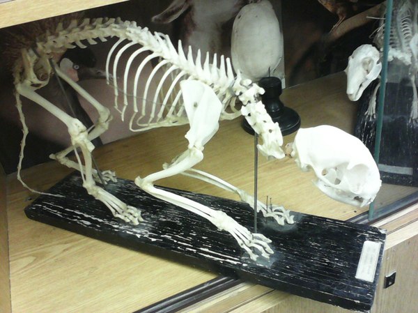 Я слышал здесь любят котиков