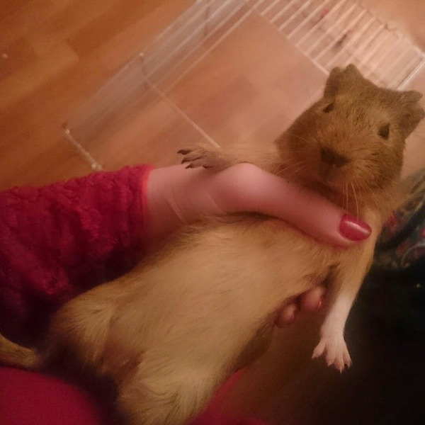 Вомбат - морская свинка Релакс, Морская свинка, Малышка, Друзья