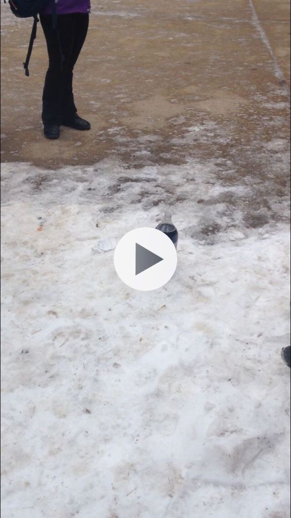 ��� ������� �� �������