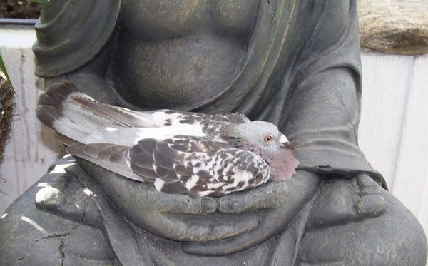 In safe hands! - My, Pigeon, Monument