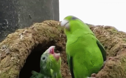 Когда пьяный общаешься с девушкой в баре What is love, Попугай, Музыка, Гифка