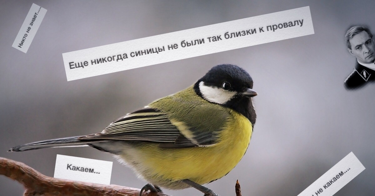 Синичкина птица. Синица лазоревка. Синица желтогрудая. Синица фото птицы. Сница.