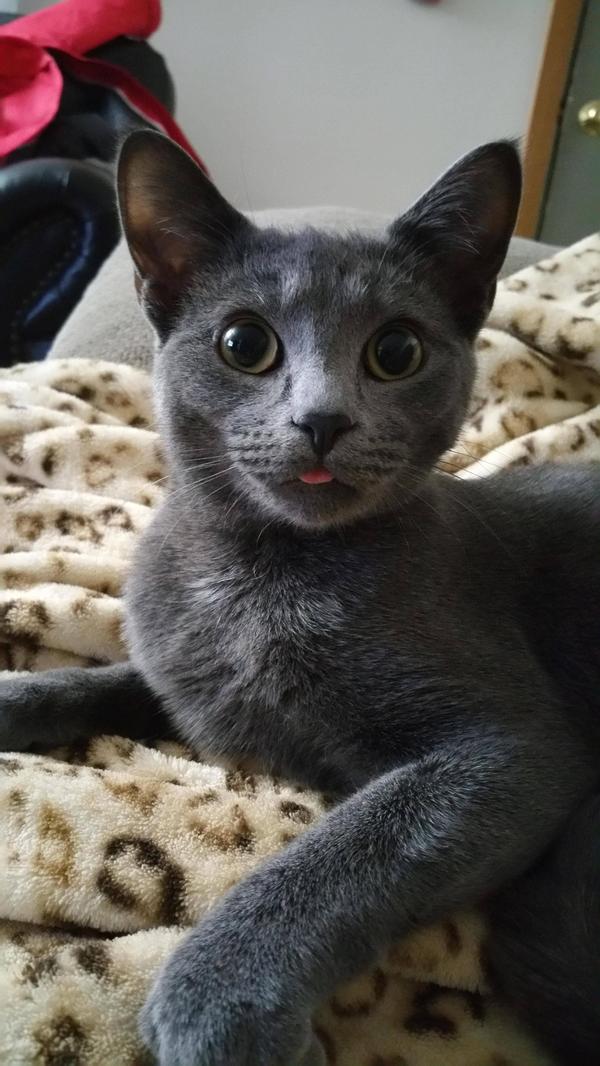    ! , ,   , , Cats!, Dmitrydan