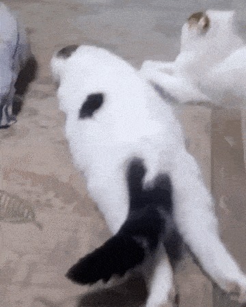   , 