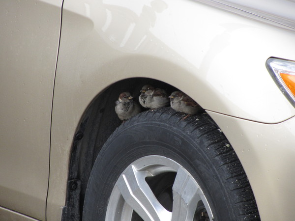  .... Angry Birds, , 