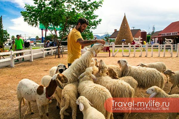 Овечья ферма в городе Хуа Хин, Таиланд