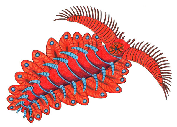 Pambdelurion whittingtoni ,  , Arthropoda, Dinocaridida, Radiodonta, Anomalocarida, Anomalocarididae