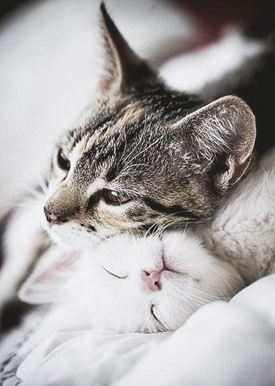 cute cat post :) - Positive, beauty, Animals, Milota, cat, The photo, Longpost, Cute from the cat