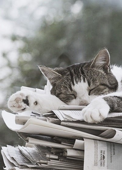 cute cat post :) - cat, Milota, Cute from the cat, Animals, Longpost, The photo, beauty, Positive