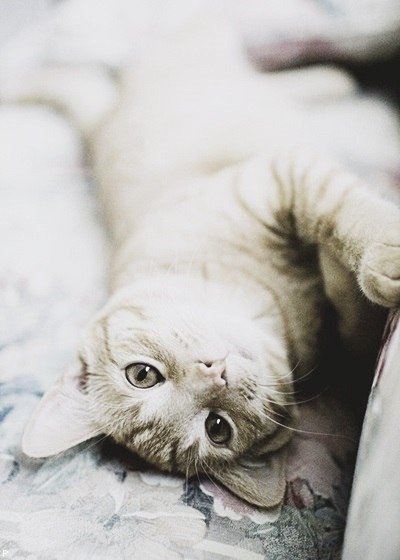 cute cat post :) - cat, Milota, Cute from the cat, Animals, Longpost, The photo, beauty, Positive