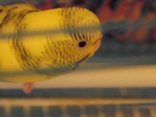 Маленький мозг, а думать умеет