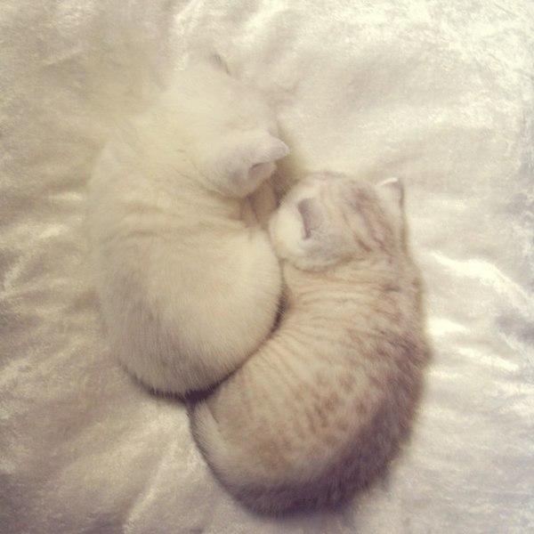 Полезное при выборе котенка и вязке кошки