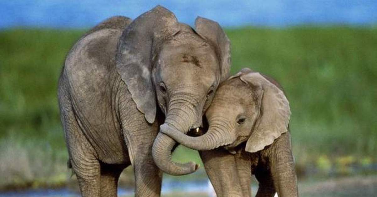 Мама про слоненка