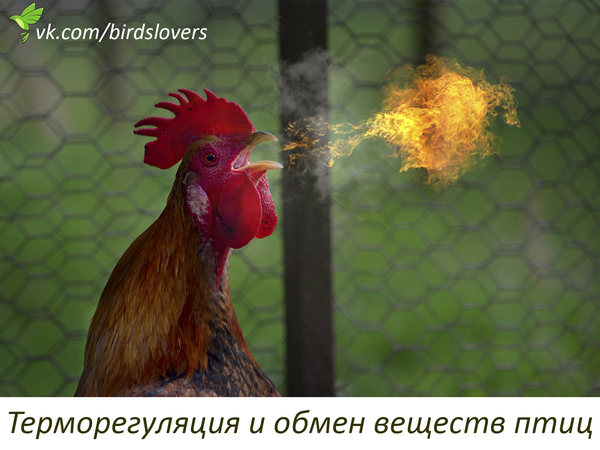 Termoregulace a metabolismus ptáků Ptáci, fakta