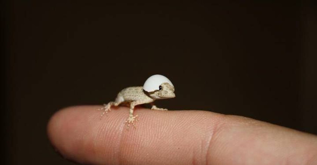 Включи геккона. Микро Гекконы. Самые маленькие ящерицы. Новорожденный геккон.