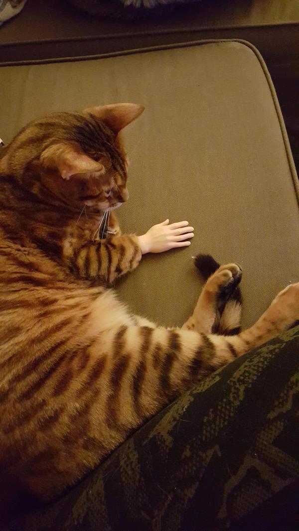! , ,   ,  , Cats!, Dmitrydan