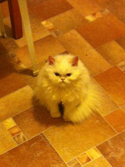 Моя кошка - Поночка... Кажется она ненавидит всё. прошу прощения за качество, фоткал на яблофон4