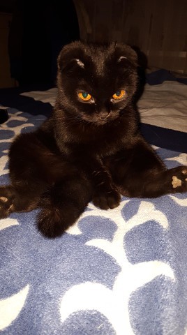 �������� (((..