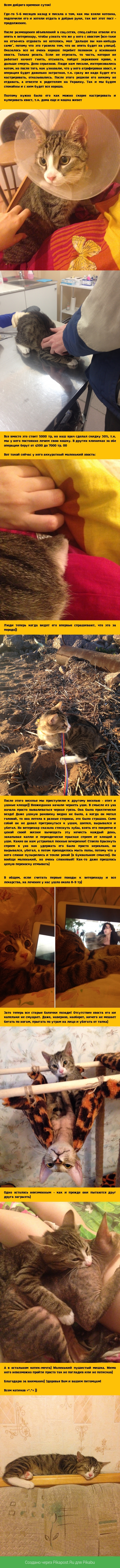 Продолжение истории спасенного котейки!
