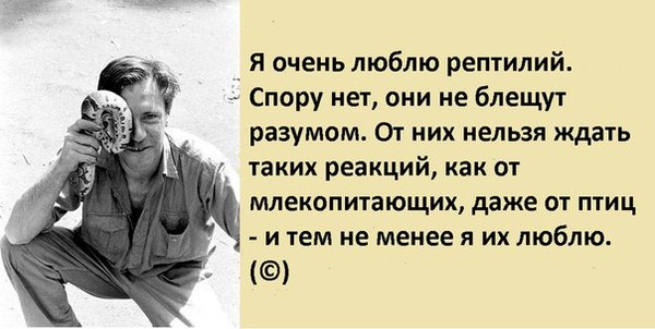 геккон токи определить пол. Смотреть фото геккон токи определить пол. Смотреть картинку геккон токи определить пол. Картинка про геккон токи определить пол. Фото геккон токи определить пол