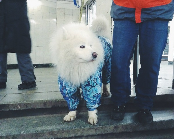 Handsome man in a jacket - Dog, Beautiful view, Breed, Wish, Dog, Samoyed, Animals
